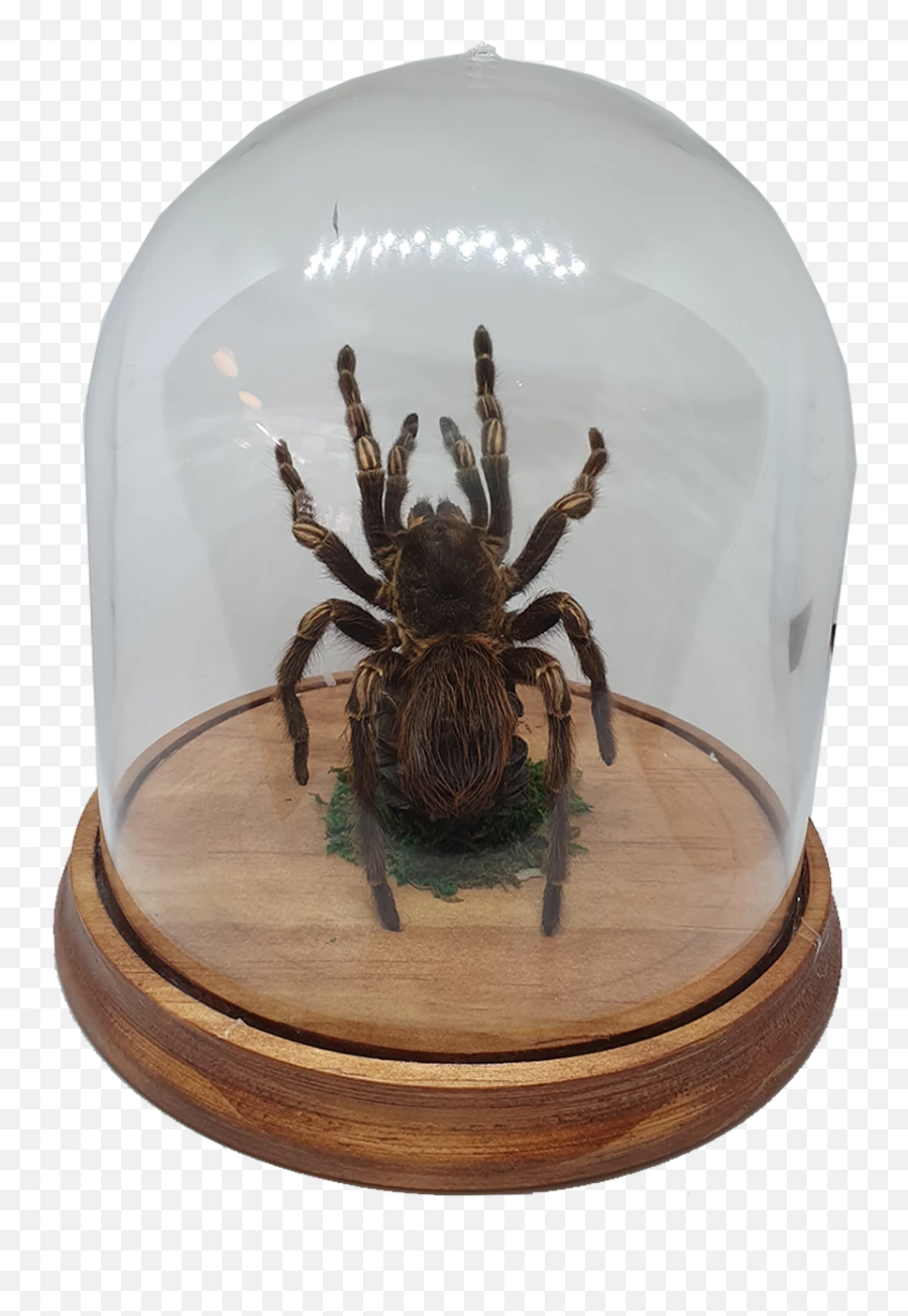 Oddities Tarantula In Large Dome - Wolf Spider Png,Tarantula Png
