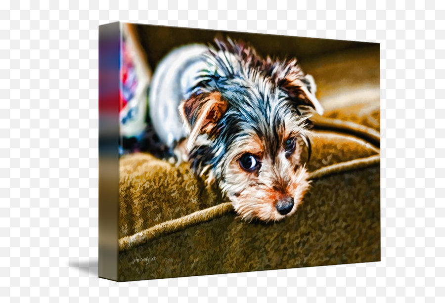 Yorkie Puppy - Vulnerable Native Breeds Png,Yorkie Png