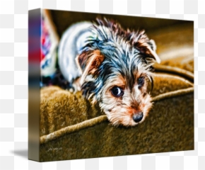 Yorkie Puppy - Vulnerable Native Breeds Png,Yorkie Png
