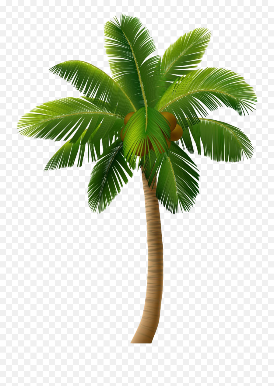 Coconut Png Transparent Images Free Download Real - Palm Tree Vector Graphics,Tree Png