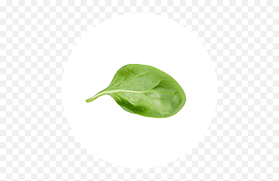 Download Hd Transparent Leaf Spinach - Spinach Leaves Transparent Background Spinach Leaf Spinach Png,Leaf With Transparent Background