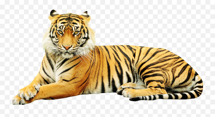 Sumatran Tiger Zoo Wildlife Sticker - Sumatran Tiger Png,White Tiger Png