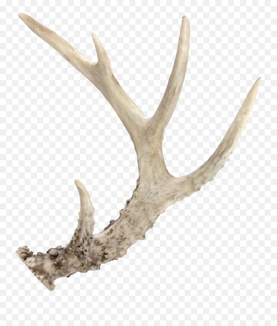 Point Deer Antlers - 5 Point Deer Antler Png,Reindeer Antlers Transparent Background