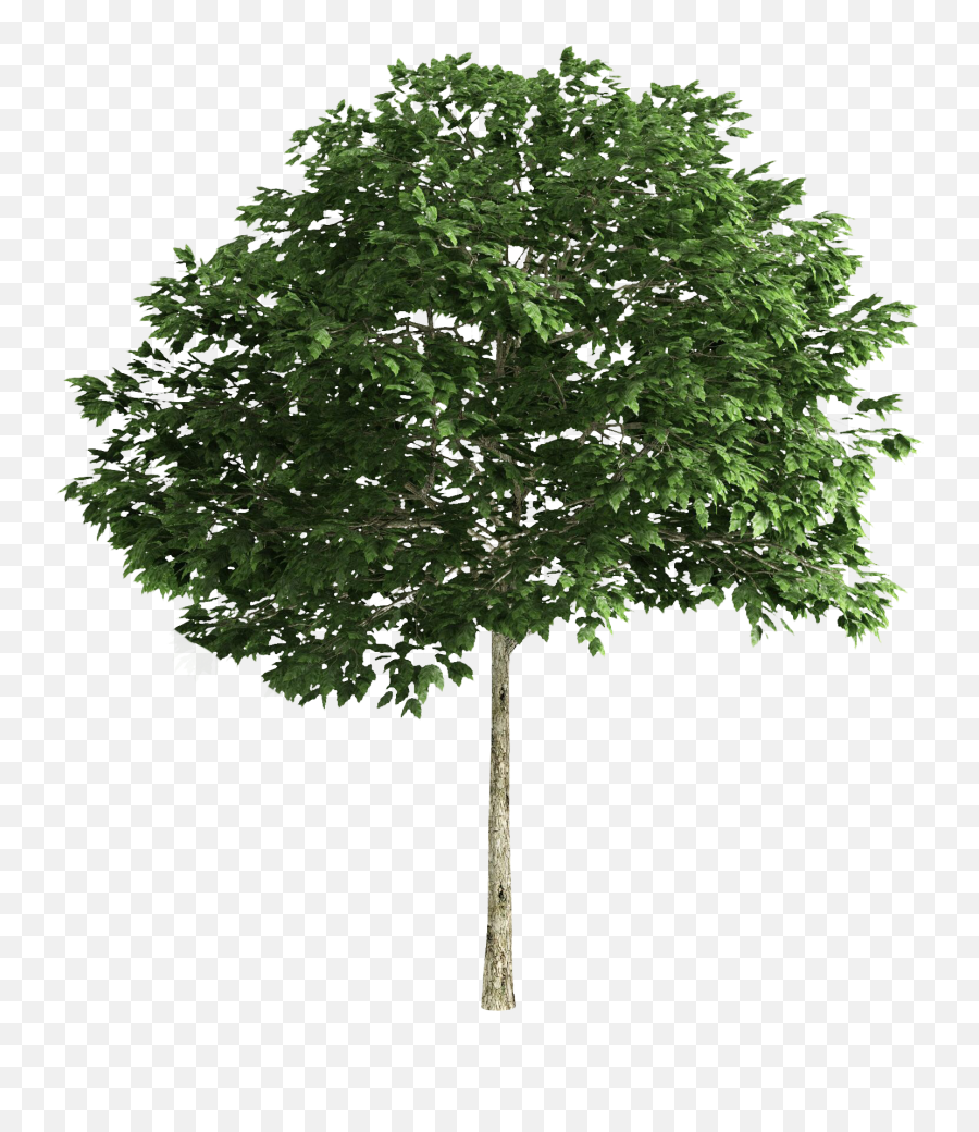 High Resolution Tree Png - Transparent Background Png File Tree Png,Tree Elevation Png