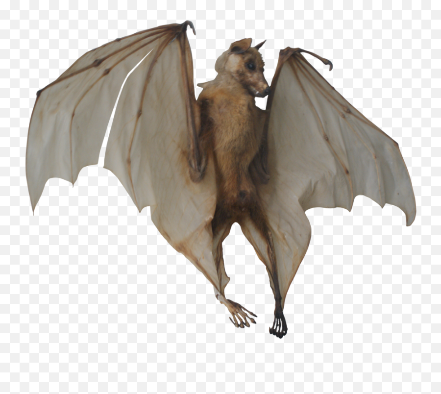 Bat Transparent Images - Bats Png,Bat Transparent