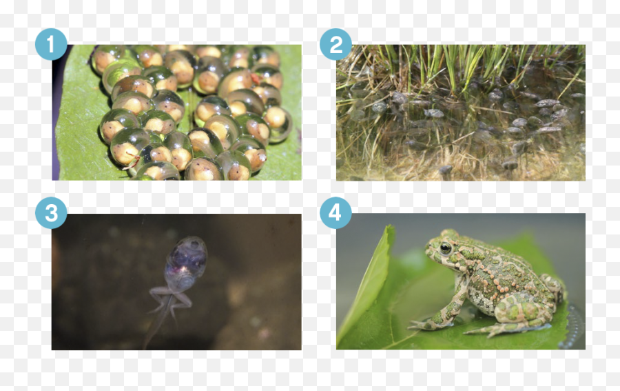 Frogu0027s Metamorphosis - Wedo 20 Science Lesson Plans Bufo Png,Transparent Frog