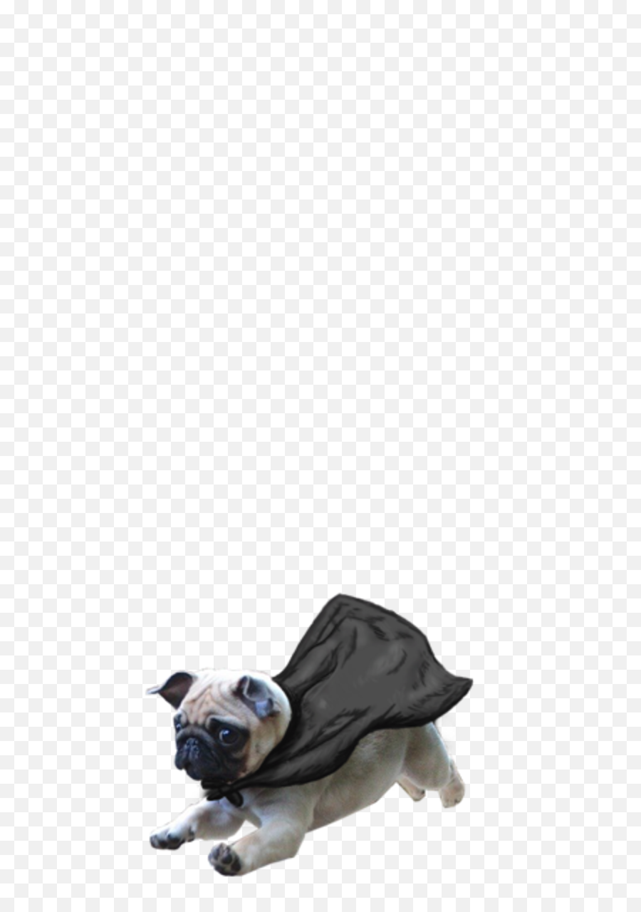 Thug Life Pug Png Transparent Image - Transparent Background Dog Images Png,Pug Transparent Background