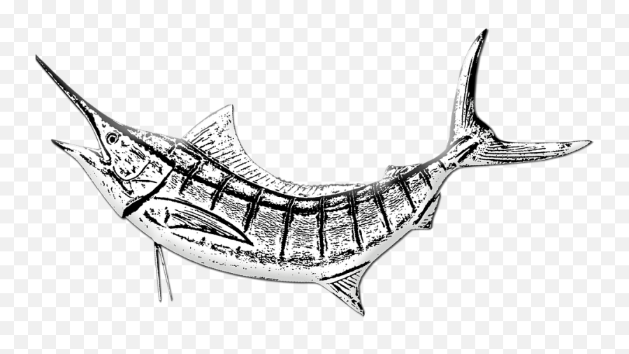 Marlin Fish Png - Drawing Marlin Fish Clip Art,Marlin Png