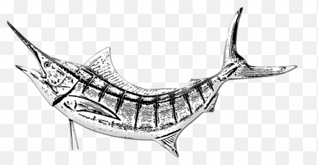 Marlin Fish Png - Drawing Marlin Fish Clip Art,Marlin Png