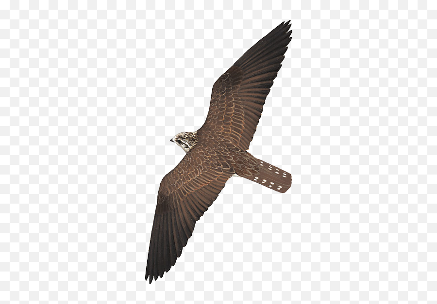 Details Saker Falcon - Birdguides Falcon Png,Peregrine Falcon Icon
