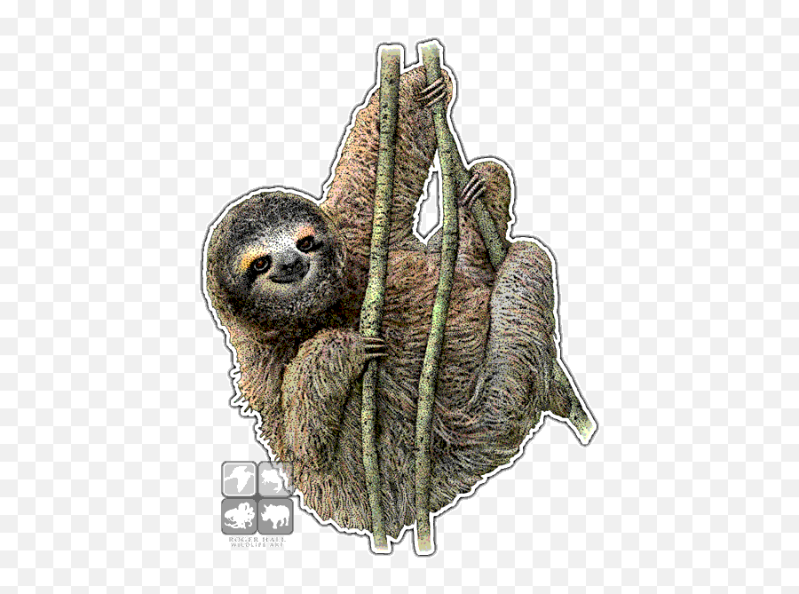 Pygmy Three - Toed Sloth Decal Drawing Three Toed Sloth Png,Sloth Png