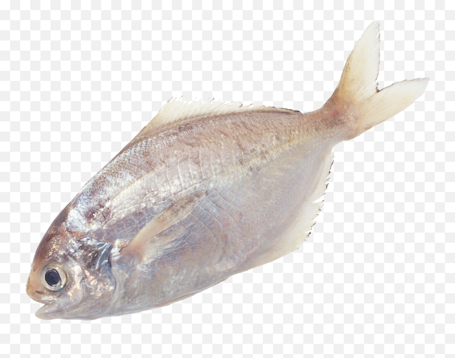 117 Fish Png Images Are Available For Free Download - Portable Network Graphics,Flounder Png