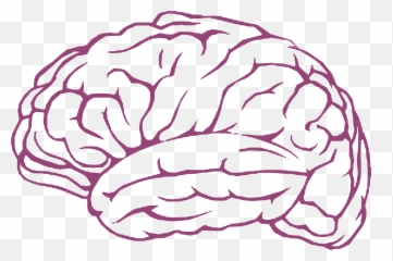 Free Brain Clipart Mind Pictures - Transparent Brain Outline Png