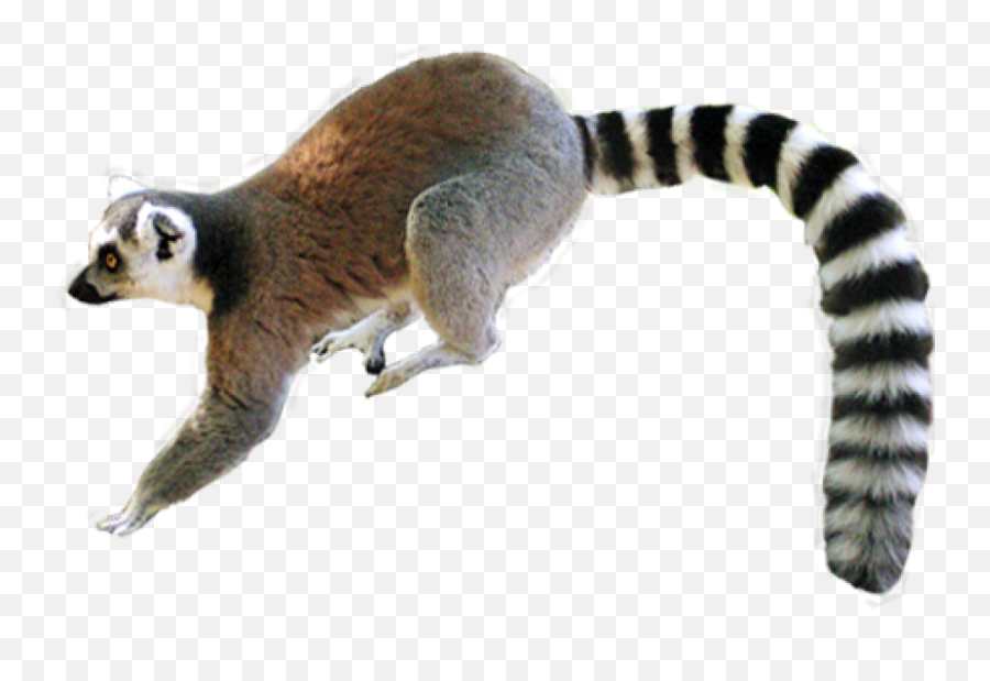 Lemur Png - Tropical Rainforest Animals Png,Lemur Png
