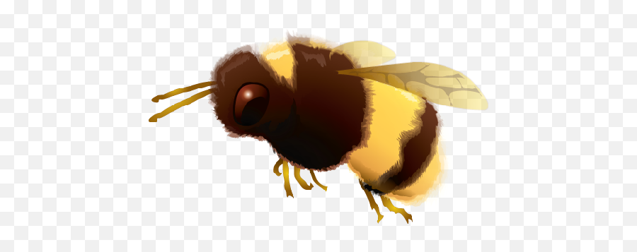 Download Bumblebee - Real Bumble Bee Png Full Size Png Bumble Beepng,Bumble Bee Png