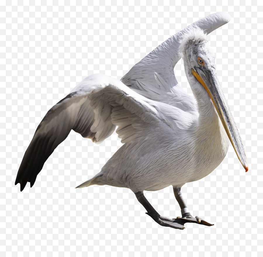 Pelican Png Images Free Download - Pelican Transparent Background,Pelican Png