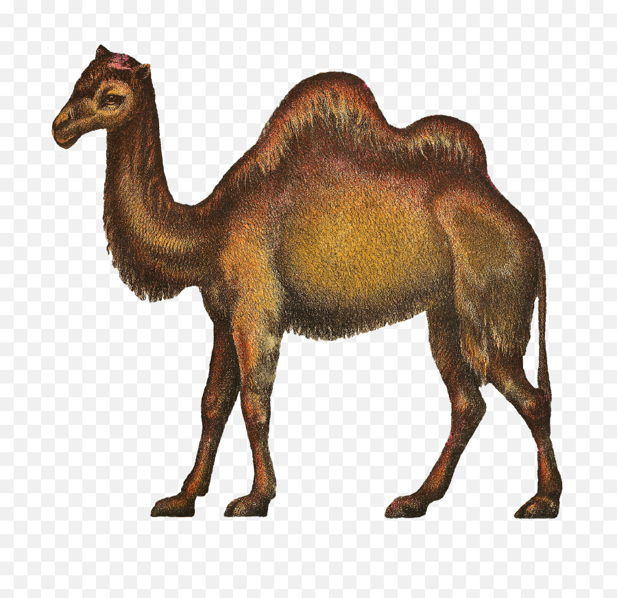 Camels Clipart Kabubi - Camels Png,Camel Png
