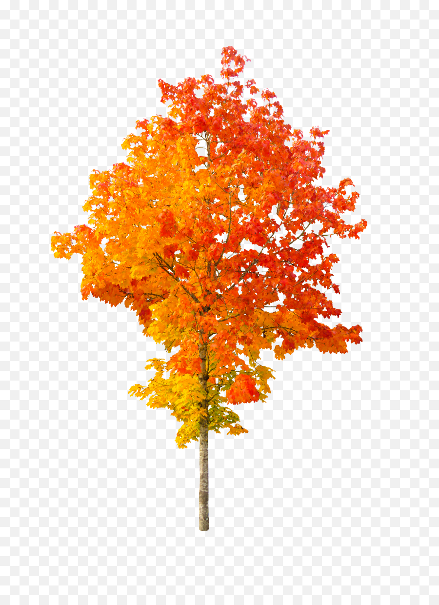 Autumn Leaves Png Clipart Mart - Autumn Tree Png,Leaves Clipart Png