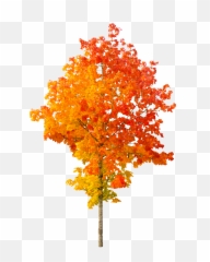 Autumn Leaves Png Clipart Mart - Autumn Tree Png,Leaves Clipart Png