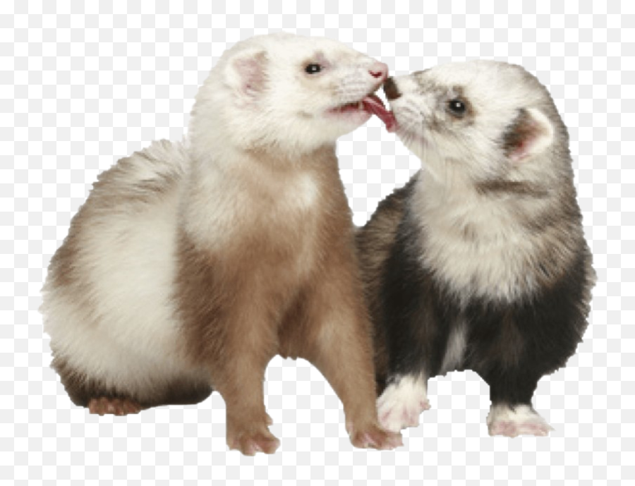 Ferret Transparent Png - Ferret,Weasel Png