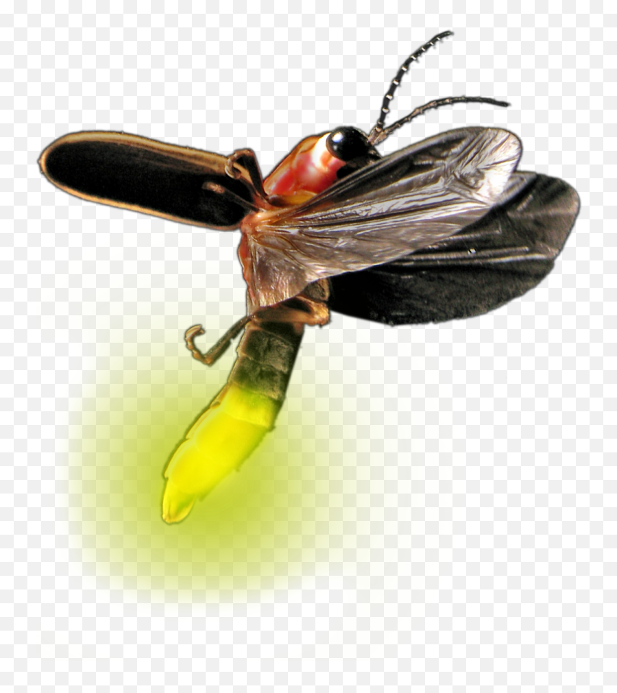 Download Hd Atp Testing Promicol - Lightning Bug Firefly Png,Firefly Png