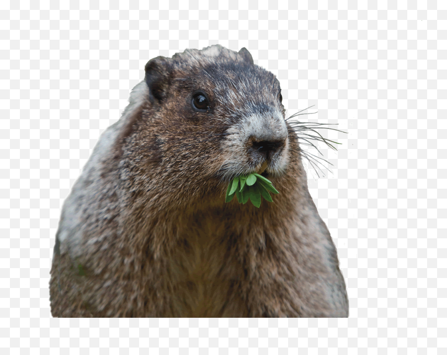 Can That Cute Groundhog Really Cause - Transparent Groundhog Png,Groundhog  Png - free transparent png images 