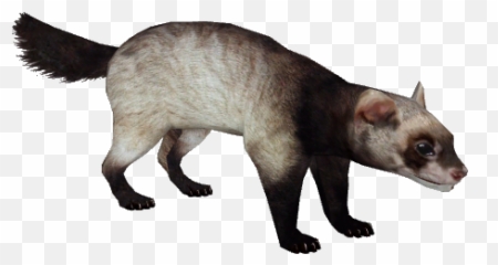 Ferret Png Image - Viverridae,Ferret Png