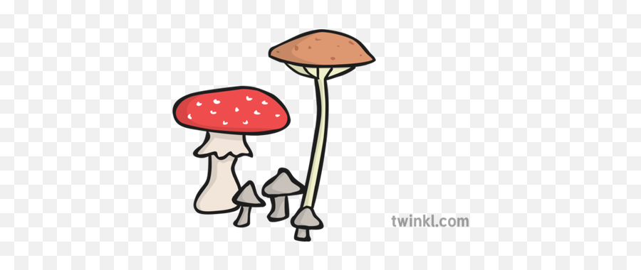 Wild Mushrooms Illustration - Twinkl Medicinal Mushroom Png,Mushrooms Png