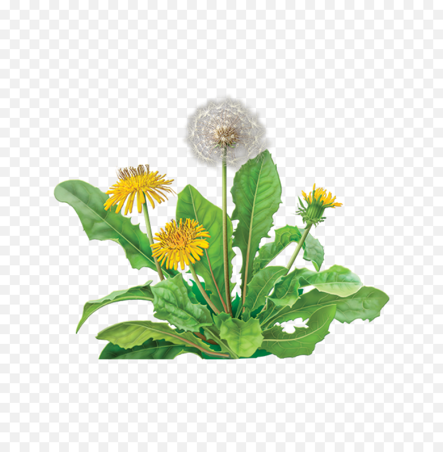 33 Dandelion Png Images Are Free To - Dandelion Png,Dandelions Png