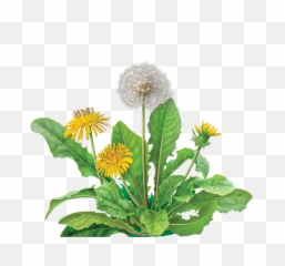 33 Dandelion Png Images Are Free To