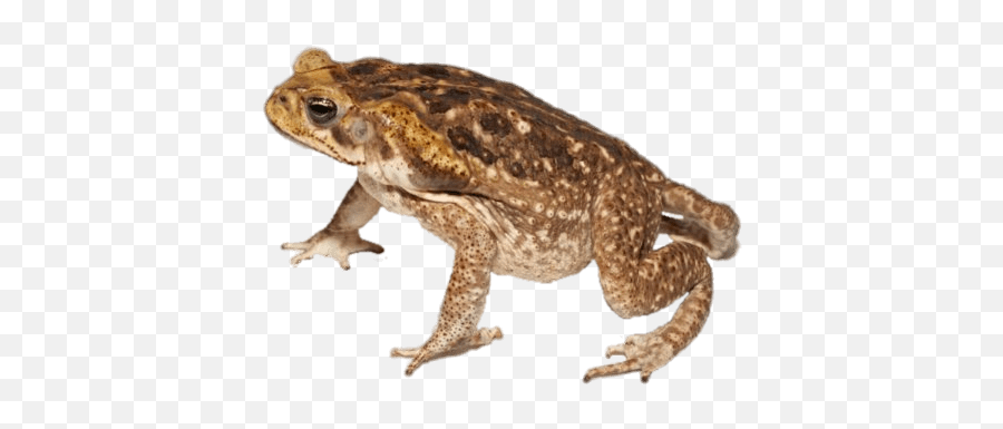 Toad Side View Transparent Png - Cane Toad,Toad Png