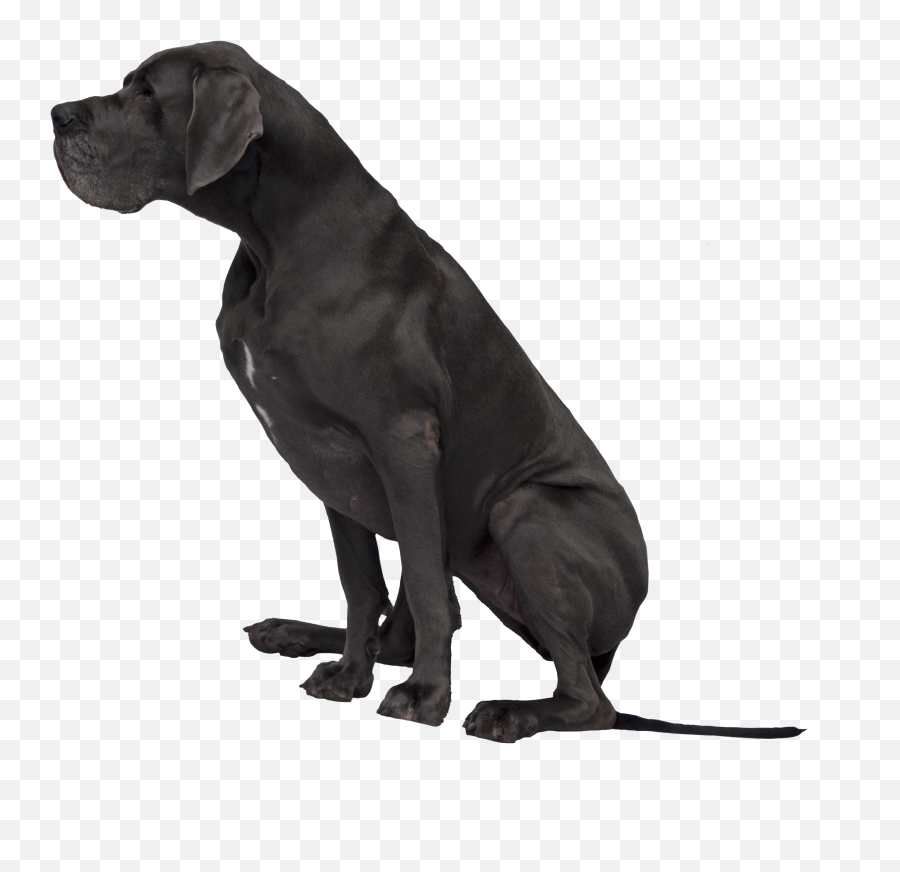 Download Black Great Dane Png Image - Great Dane Transparent Background,Great Dane Png