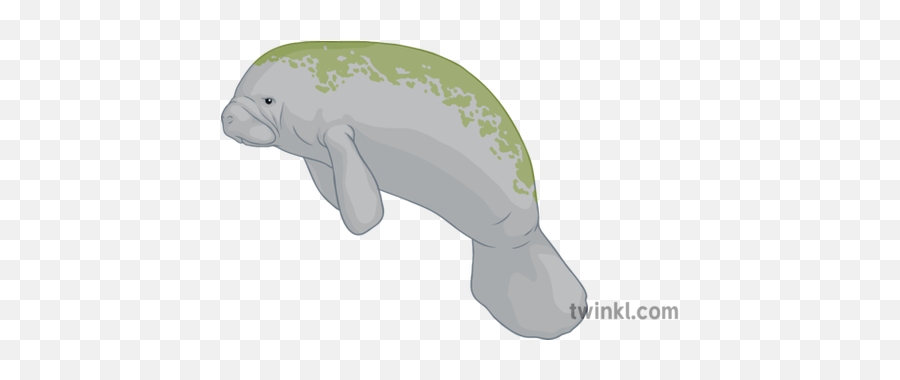 Manatee General Animal Secondary Illustration - Twinkl Manatee Png,Manatee Png