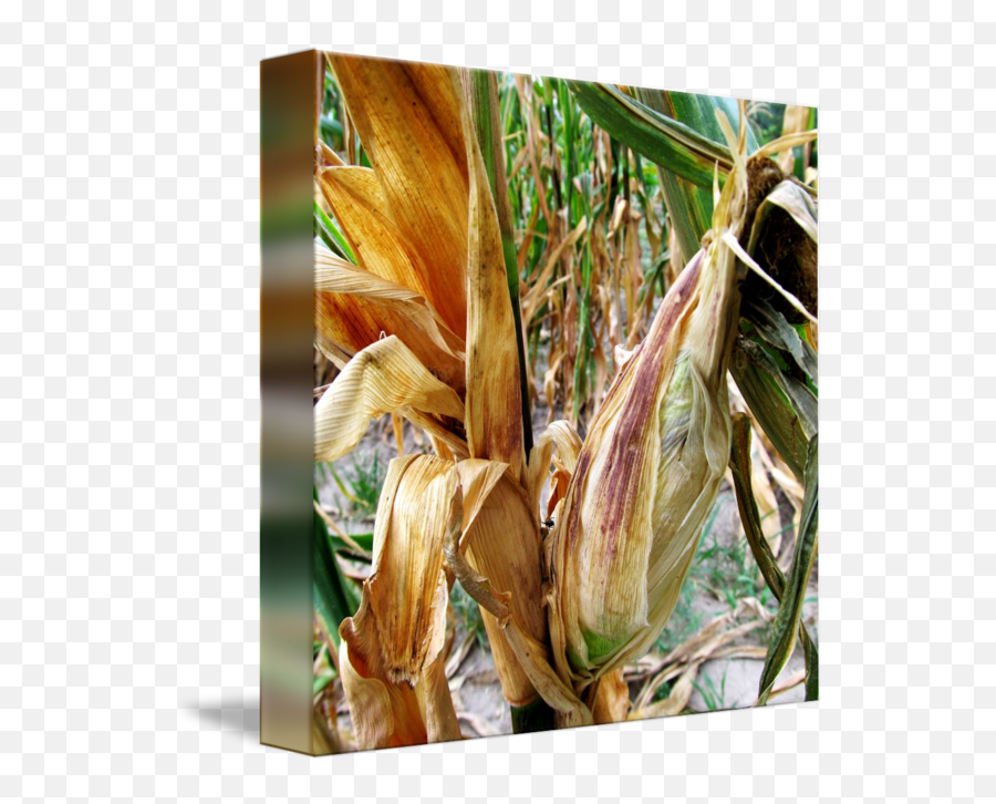 Corn - Triticale Png,Corn Stalk Png