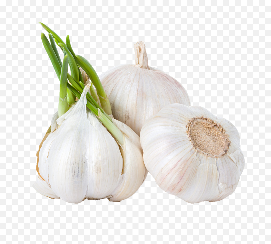 Download Garlic Png Background Clipart Transparent