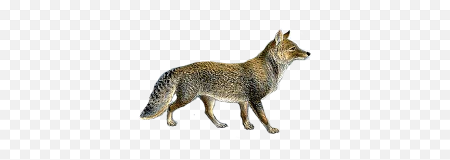 Jackal Coyote Png - Grey Fox Transparent,Jackal Png