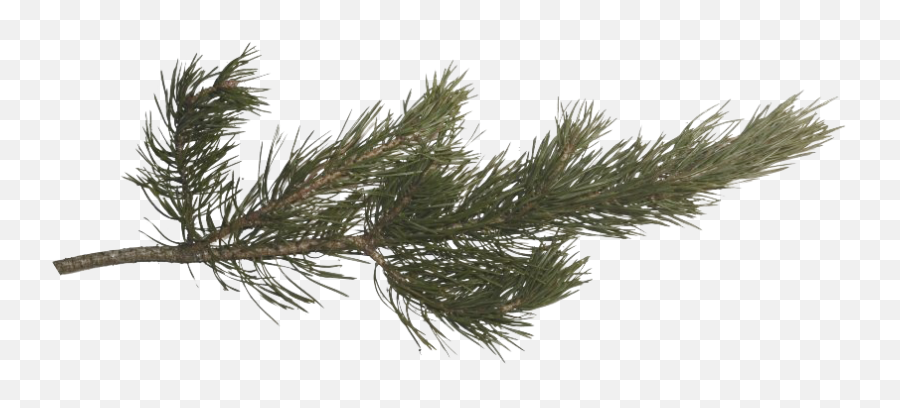 Pin - Pine Branch Transparent Png,Tree Limb Png