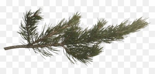 Pin - Pine Branch Transparent png