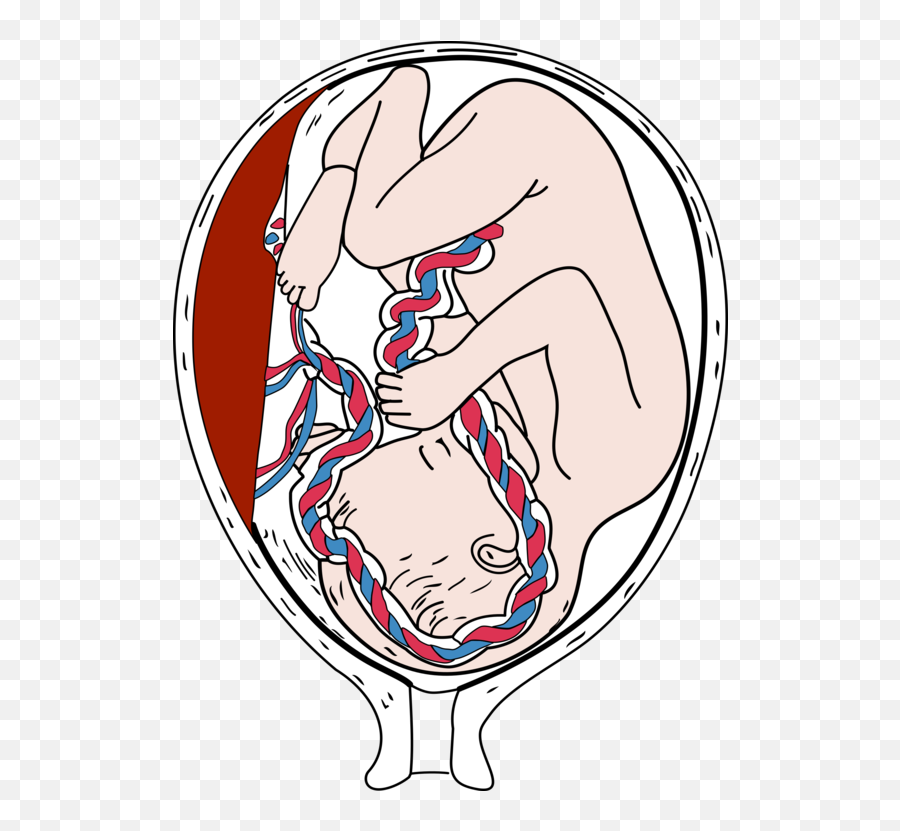 Emotion Art Human Png Clipart - Placenta Png,Embryo Png