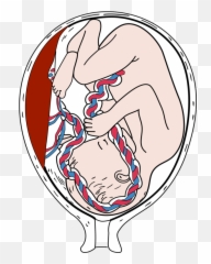 Emotion Art Human Png Clipart - Placenta Png,Embryo Png