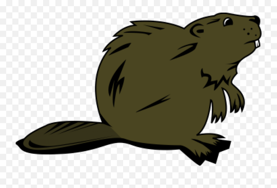 Beaver Clipart Transparent Background Png