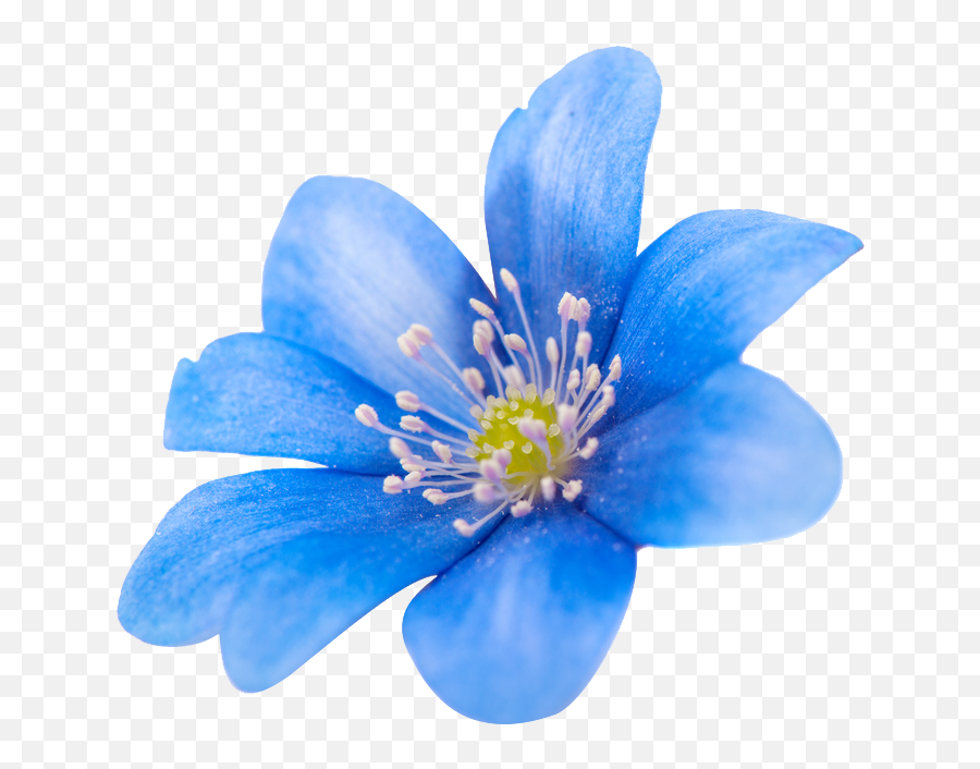 Png Sector Flower Images Spring Blue Image - Clematis,Spring Background Png