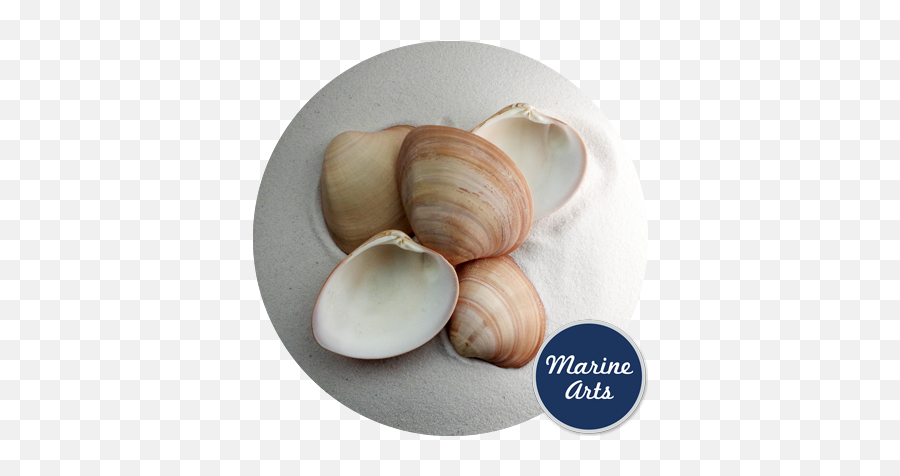Cappuccino Clam Large 5 - 75cm Marine Arts Wholesale Shells Baltic Macoma Png,Clam Png