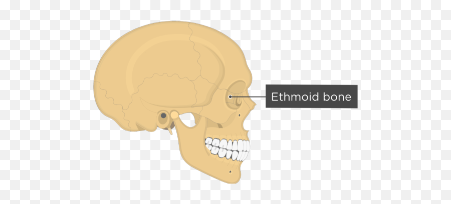 The Skull Bones - Lateral View Sphenoid Bone Lateral View Png,Skull Transparent Png