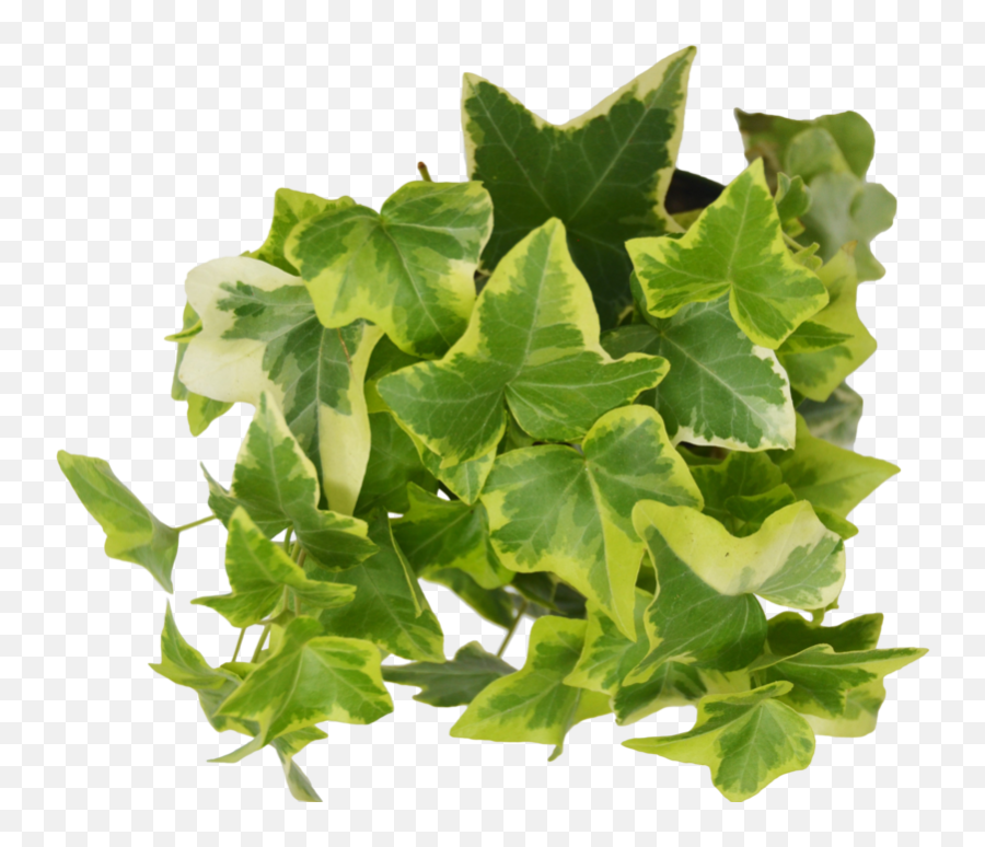 Ivy Leaf Png - English Ivy Png,Ivy Leaf Png