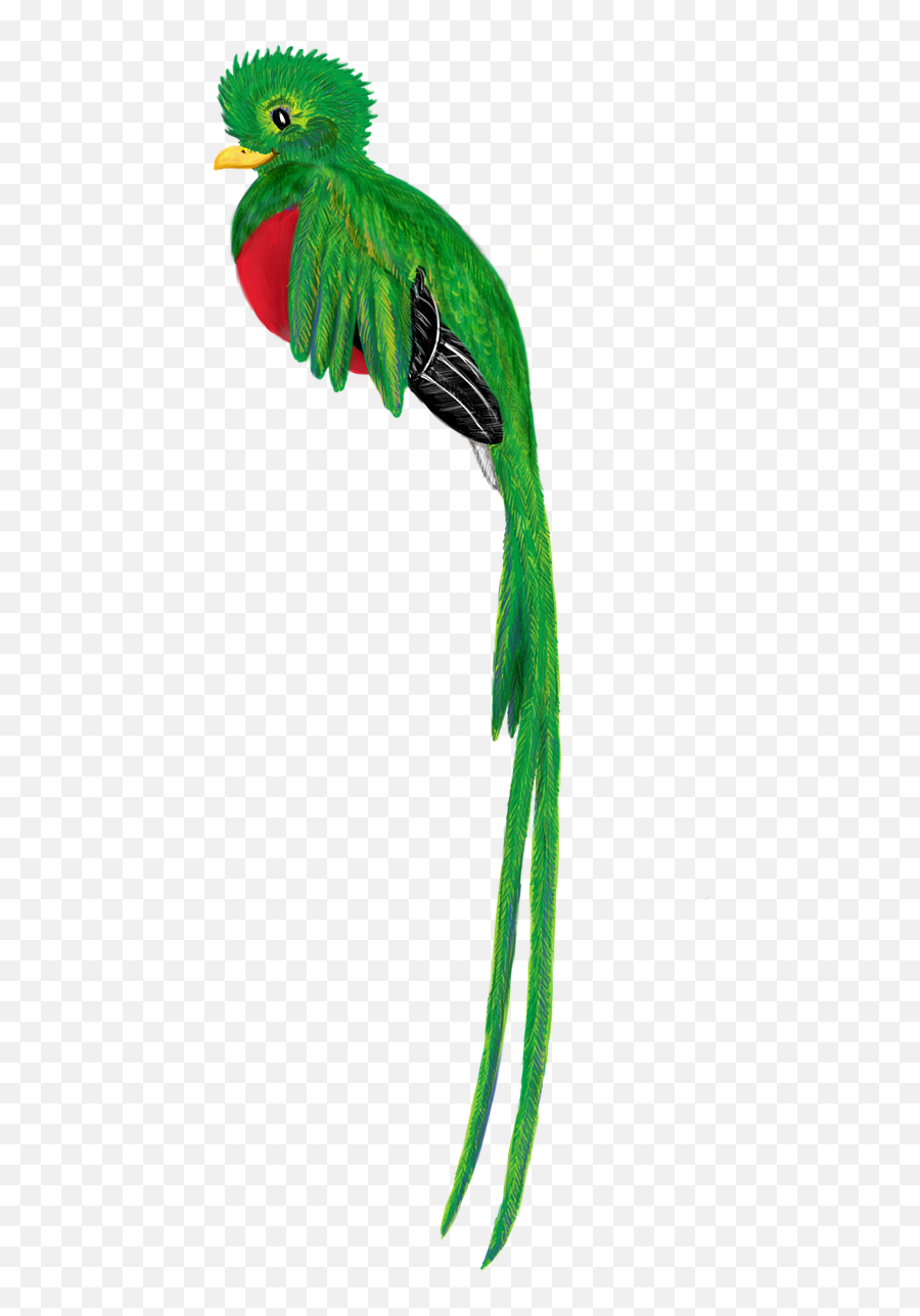 Quetzal Bird Animal - Quetzal Png,Quetzal Png