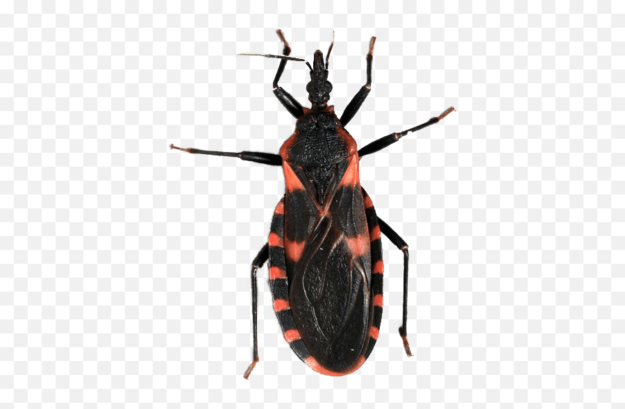 Kissing Bug Png Free Download Mart - Kissing Bug Texas,Bugs Png