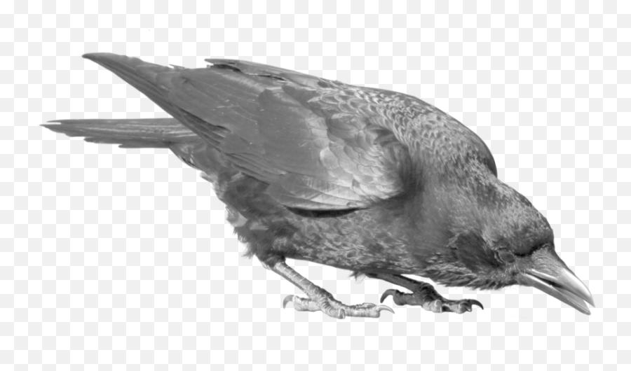Download Raven Bird Png Image 390 - Crow Bird Png,Black Bird Png