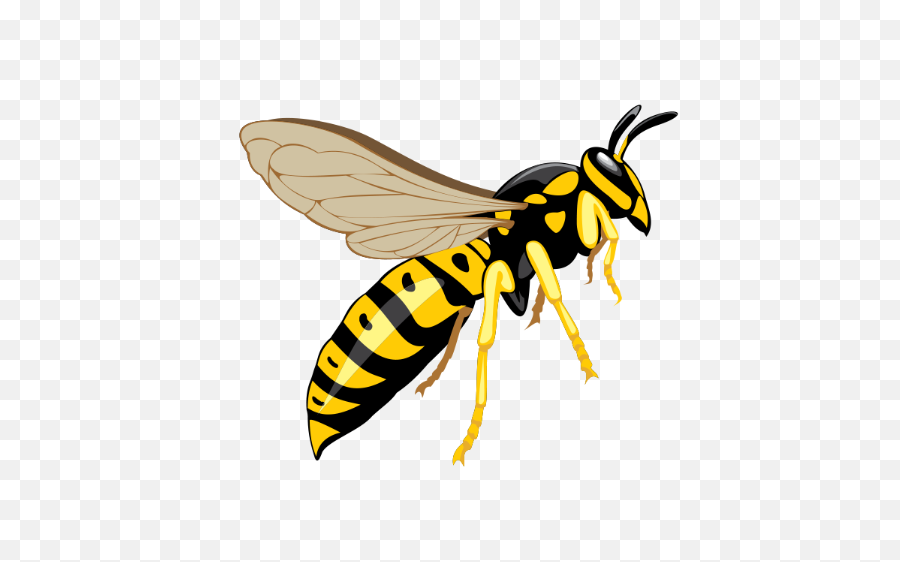 Download Hd Wasp Png Image - Wasp Clipart Png,Wasp Png