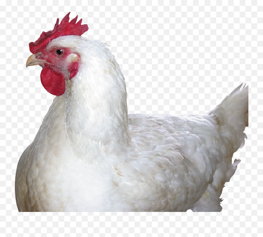Chicken Png Image - Chicken Png,Chicken Transparent